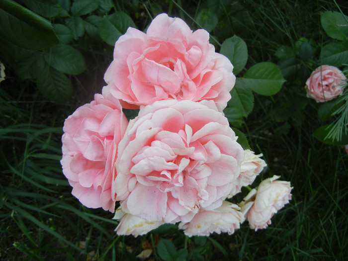 Rose Pleasure (2012, June 10) - Rose Pleasure