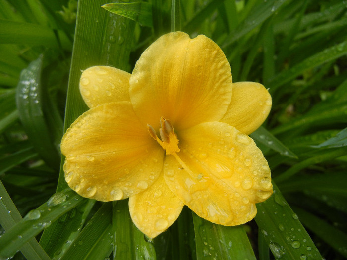 Hemerocallis Stella de Oro (2012, May 27)