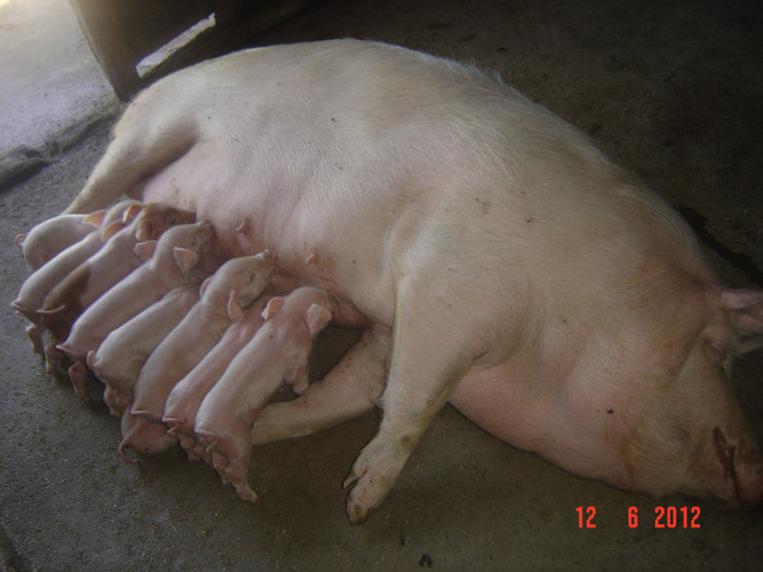 adoptati!