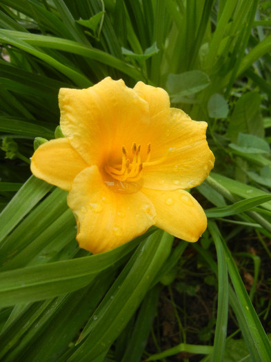 Hemerocallis Stella de Oro (2012, Jun.06) - Hemerocallis Stella de Oro