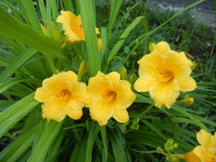 Hemerocallis Stella de Oro (2012, Jun.12) - Hemerocallis Stella de Oro