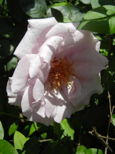 Rose Sissi (2012, June 10)