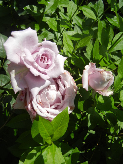 Rose Sissi (2012, June 10)