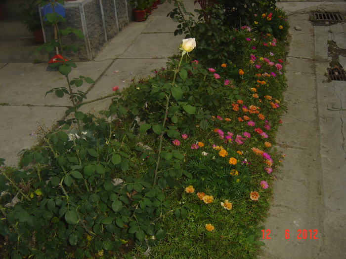 poze 923 - 2011-2012 CURTEA MEA