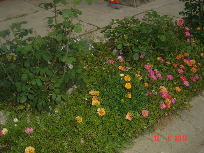 poze 921 - 2011-2012 CURTEA MEA