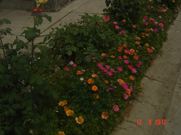 poze 922 - 2011-2012 CURTEA MEA