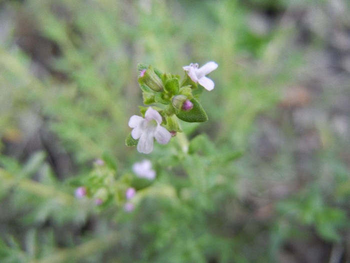 Thymus serpyllum (2012, May 12) - Wild Thyme_Cimbrisor