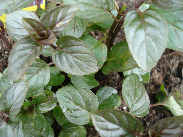 Chocolate Mint (2010, April 16)