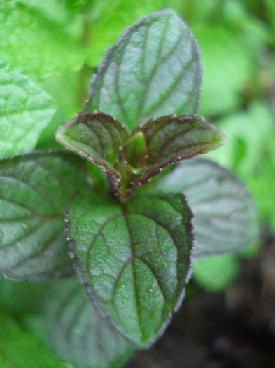 Chocolate Mint (2011, May 10)