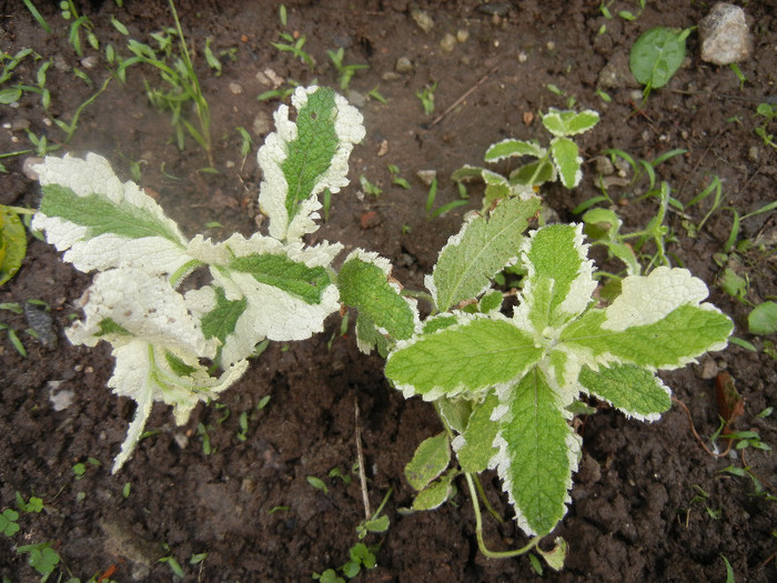 Pineapple Mint (2012, June 02)