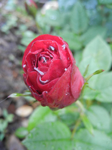 Dark Red Rose (2012, May 19) - Rose Dark Red