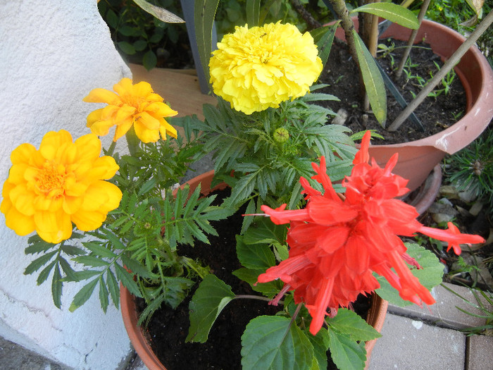 Marigolds & Salvia (2012, June 11)