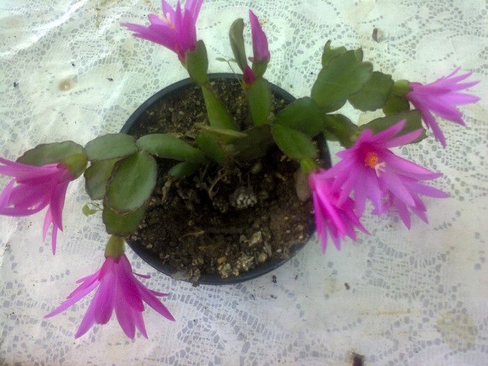  - A-Flori 2012