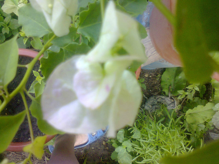  - A-Flori 2012
