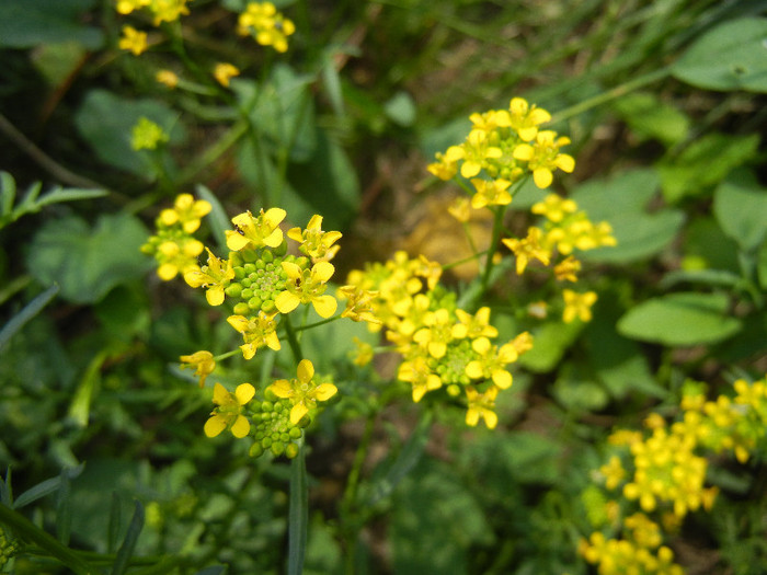 Rorippa sylvestris (2012, May 11) - Rorippa sylvestris