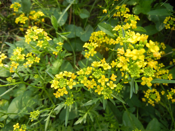 Creeping Yellowcress (2012, May 13)