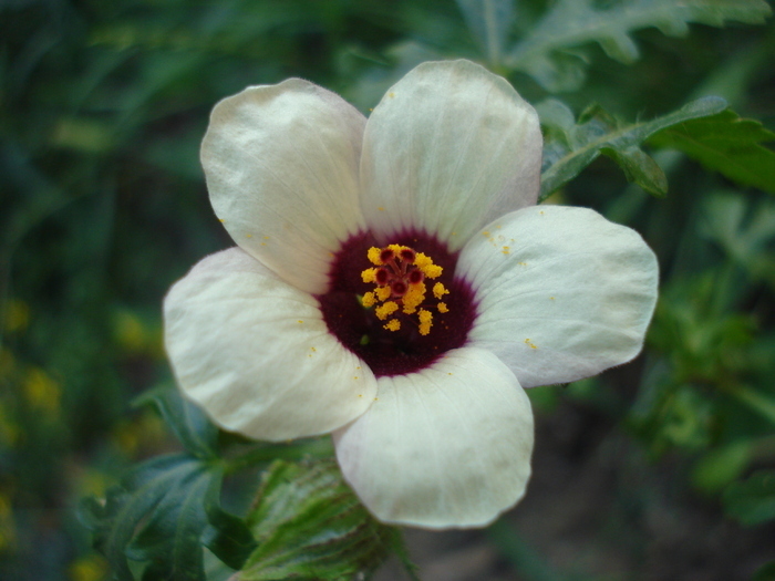 Hibiscus trionum (2009, Aug.14) - Hibiscus trionum