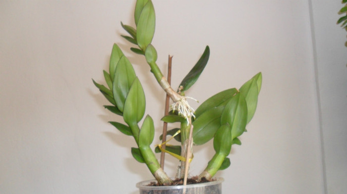 Evolutie dendro phala - Dendrobium phalaenopsis