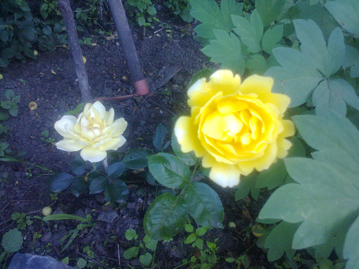  - Gradina 2012