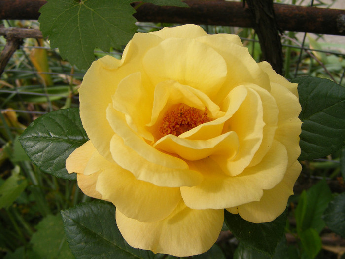 Arthur Bell
