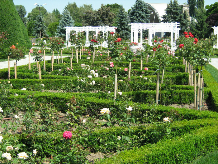 IMG_1612 - Parcul rozelor  Timisoara