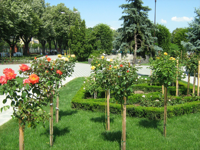 IMG_1625 - Parcul rozelor  Timisoara