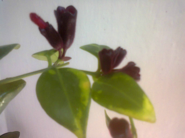 Aechinantus Mona Lisa - A-Flori 2012