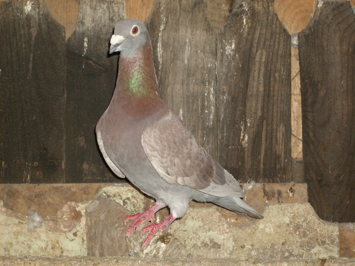 BRICOUX - VOIAJORI BRICOUX DIN CRESCATORIA MEA