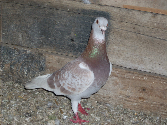 BRICOUX - VOIAJORI BRICOUX DIN CRESCATORIA MEA