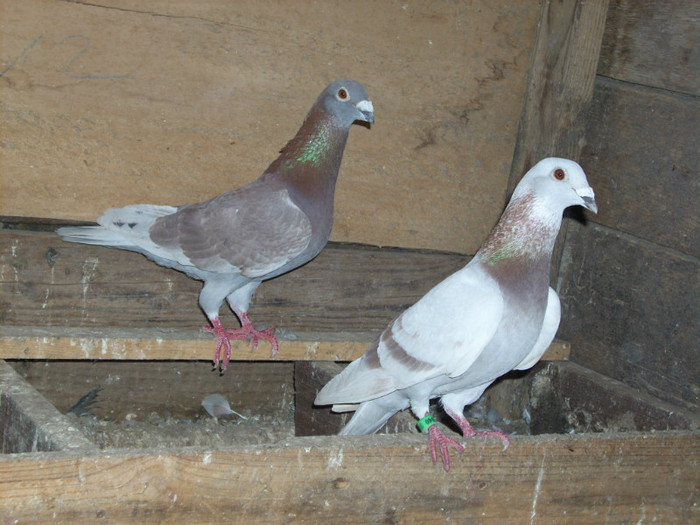 BRICOUX - VOIAJORI BRICOUX DIN CRESCATORIA MEA