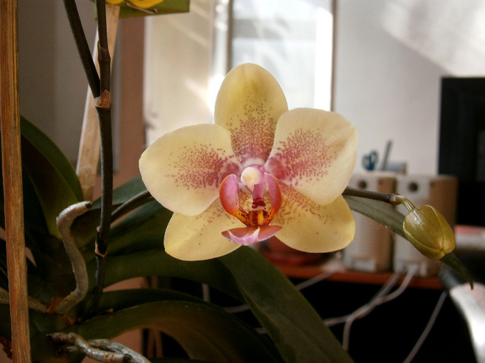 004 - Phalaenopsis