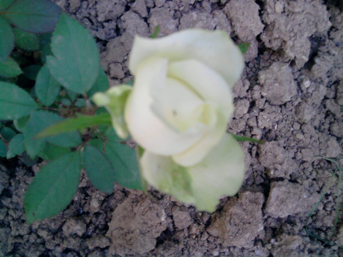 Picture 185 - trandafirii 2012