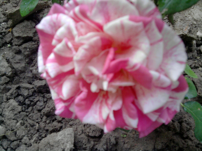 Picture 188 - trandafirii 2012