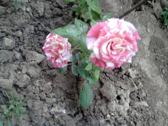 Picture 189 - trandafirii 2012