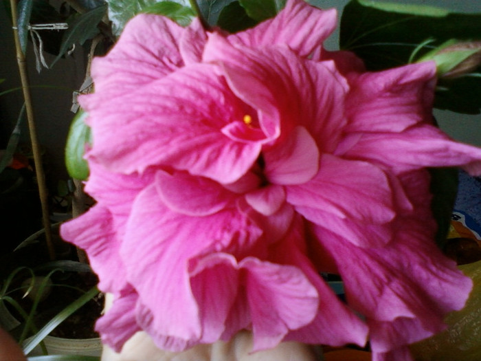 12 iunie 2012-flori 011