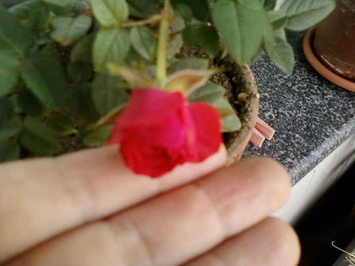 12 iunie 2012-flori 006 - mini rosa