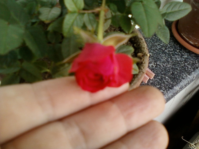 12 iunie 2012-flori 008 - mini rosa