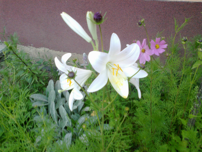 110620121285 - gradina