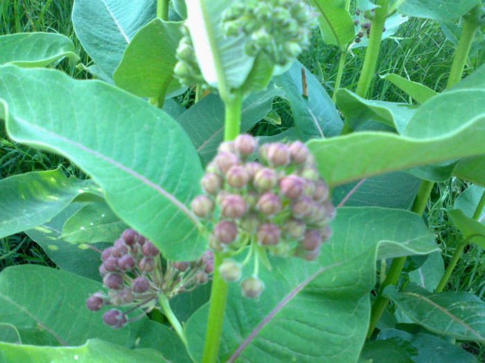 110620121268 - gradina