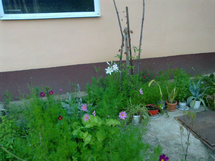 110620121271 - gradina