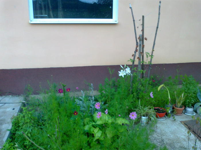 110620121272 - gradina