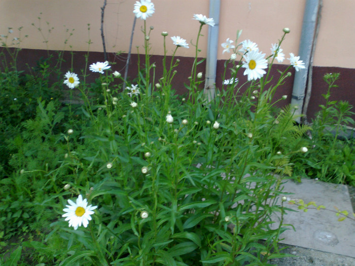 110620121273 - gradina