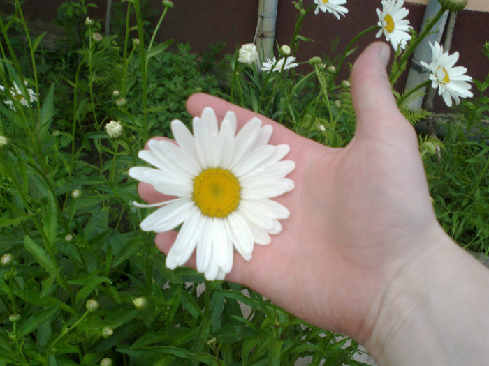 110620121274 - gradina