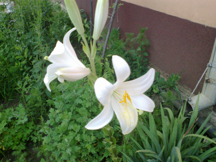 110620121275 - gradina