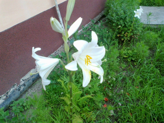 110620121276 - gradina