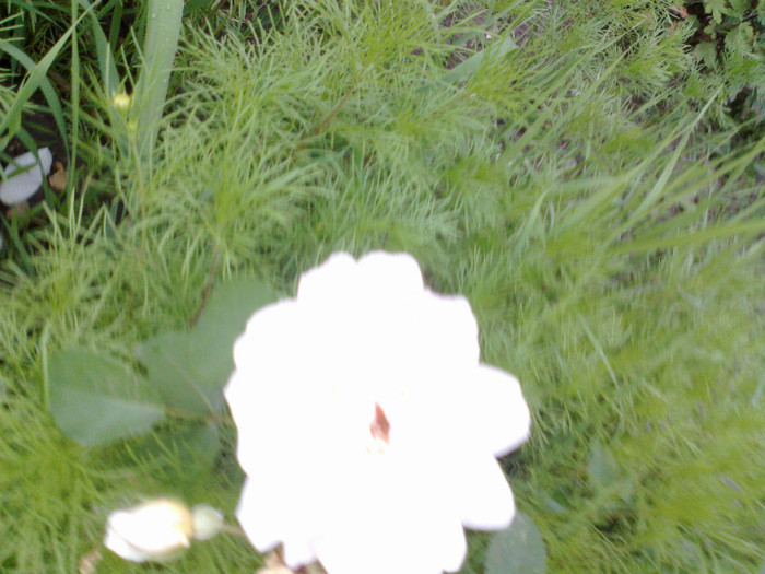 110620121277 - gradina