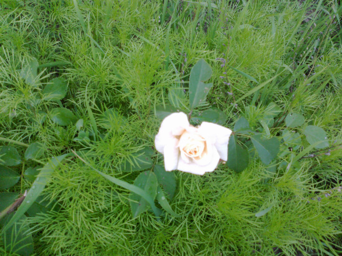 110620121279 - gradina