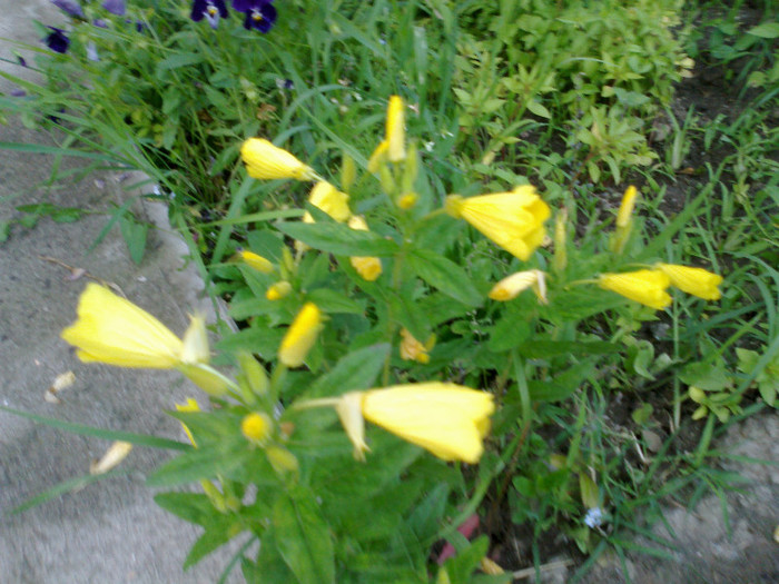 110620121281 - gradina