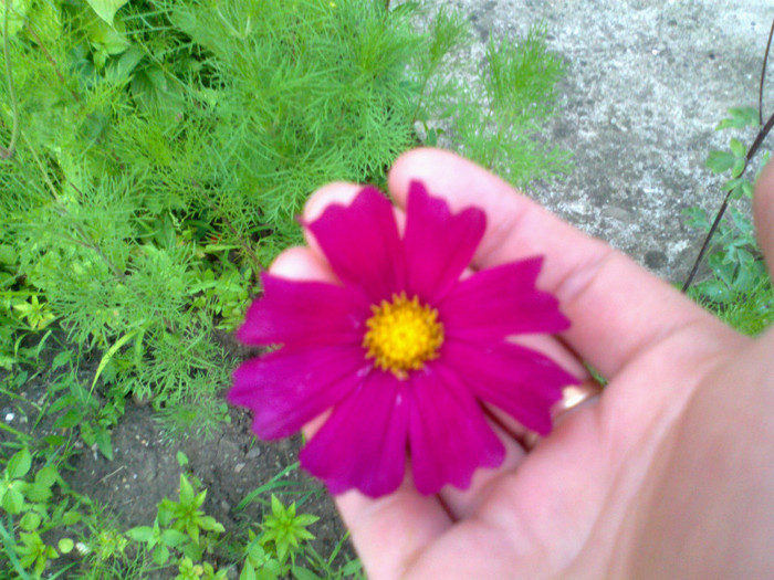110620121282 - gradina