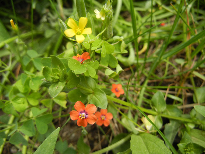 Anagallis & Oxalis stricta (2012, May 30) - Anagallis arvensis